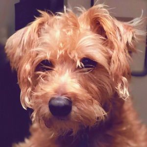 Meet your Posher, Hilary